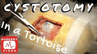 Cystotomy in a Sulcatta Tortoise [upl. by Adnohrahs]