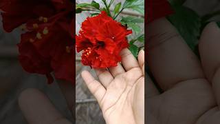 Hibiscus Plant Care🌺☀️ flowers hibiscus garden gardening plants shorts viral phool [upl. by Ycnan]