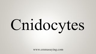 How To Say Cnidocytes [upl. by Gnilhsa]