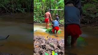 Técnica incrível que os índios usam pra pescar usando timbo indígenas pesca [upl. by Vyner]