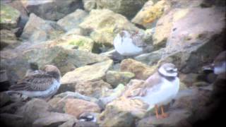 Correlimos semipalmeado Calidris pusilla en las Marismas de Santoña [upl. by Wolfgram]