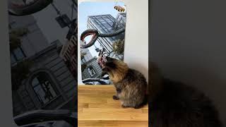 Cat reaction to😱🕷️😲Blossoming Danger [upl. by Einaffit241]