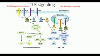 Toll like receptors TLRs signaling pathway  What are toll like receptors  Toll like receptors [upl. by O'Rourke]