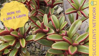 How To Grow amp Care For Peperomia Gravelones [upl. by Ielak]