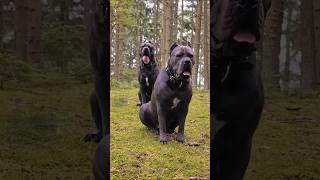 Cane Corso is ready to hunt shorts shortsviral canecorso corso hunt presacanario cane trend [upl. by Joost]