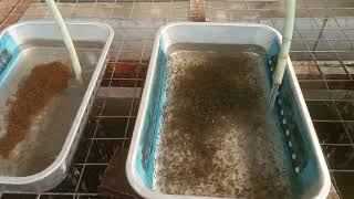 Discover the hidden technique for hatching tilapia eggs [upl. by Sisi]