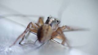 Spider eating a mosquito [upl. by Ynohtnaleahcim]