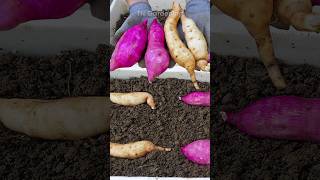 Tips for growing sweet potatoes from tubers [upl. by Acirea]