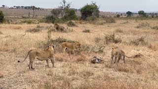 Leopard surrounded by a lion pride [upl. by Skelly706]