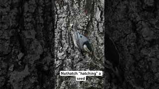 Nuthatches use this technique to open seeds and large nuts [upl. by Cirillo]