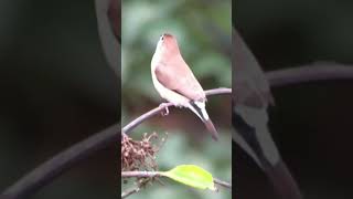 Silverbill🥰from terrace 🤗pls subscribe🙏 [upl. by Danica669]