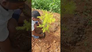 Plantation of Bottlebrush Melaleuca bracteata agro farming Plantation bottlebrush [upl. by Gregoire]