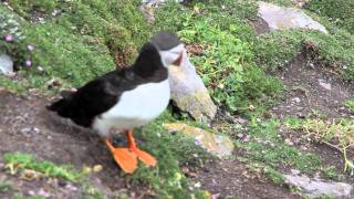 Journey to Skellig Michael [upl. by Sproul]