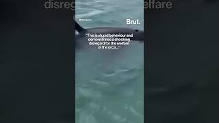 A man in New Zealand was fined for jumping from a boat in an attempt to quotbody slamquot an orca [upl. by Htebaile]