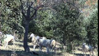 Cest pas sorcier TRUFFE  A LA POURSUITE DU DIAMANT NOIR [upl. by Maram]