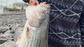 Striped Bass Fishing at Guntersville Dam [upl. by Nagaer297]