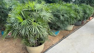 Rhapis excelsa from China Zhizhi Agricultural export plants 棕竹 金山棕 [upl. by Ventre]