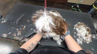 Shih Tzu Puppy Groom [upl. by Robyn]