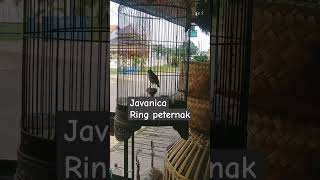 Javanica rig peternak sangkarcungkokindonesia [upl. by Eigroeg620]