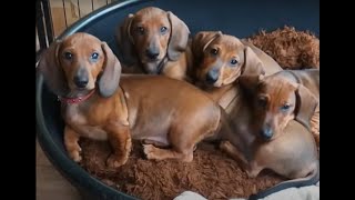 Dachshund puppies growing up  Time lapse [upl. by Ahsykal]