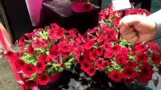 Great New Wave Petunias for 2015 [upl. by Valeda]