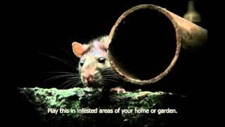 Rat distress call Scares rats out of you home garden sheds etc Get rid of rats humanely [upl. by Gardas]