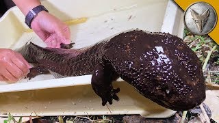 Japanese Giant Salamander CAUGHT [upl. by Enyala]