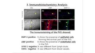 Primo Vascular System PVS in Lymph Ducts [upl. by Nosnek8]