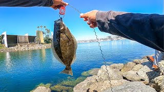 Monster Halibut sighting in Long Beach CA [upl. by Hurless33]