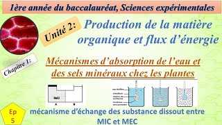 1BSEFU2CH1EP5mecanisme dechange des substance dissout entre MIC et MEC الية تبادل المواد [upl. by Ssegrub]