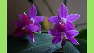 Orchid  Double Spikes Phal Germaine Vincent  Orchid Growing Care Tips [upl. by Hadeis278]