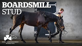 ITM Irish Stallion Showcase 2021  Boardsmill Stud [upl. by Ahaelam827]