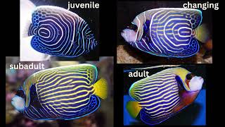 Captive bred Emperor Angelfish [upl. by Jude]