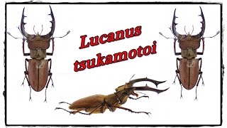 Lucanus tsukamotoi  Präparation  Mounting [upl. by Reinnej266]