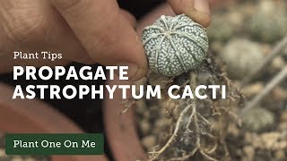 How to Propagate Astrophytum Cacti — Ep 107 [upl. by Punke]