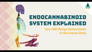 Understanding the Endocannabinoid System  What It Is and How It Works [upl. by Carmella]