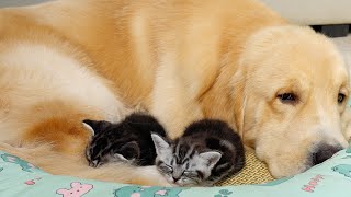 Golden Retriever Is A Tiny Kittens Best Bedtime BuddyCute Explosion [upl. by Loria]