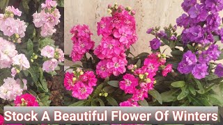 How to Grow and Care Stock Flower PlantMatthiola incana Care of Stock plant [upl. by Hairehcaz]