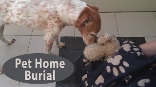 How to Bury your Dog at Home  Is dog home burial legal and how to do it [upl. by Kaltman474]