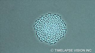 Growth of Streptococcus pneumoniae 肺炎球菌の増殖 [upl. by Qooraf]