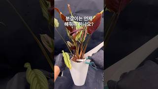 잎끝이 마른다면 영양이 부족 칼라데아 진저 Calathea Roseo Lineata [upl. by Aihsema]