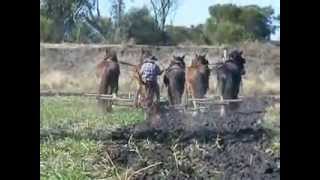 Draught Horse Ploughing a back view of a team of five [upl. by Zinn]