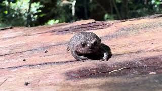 Strawberry Rain frog of Cape Shortheaded Frog [upl. by Dempster]