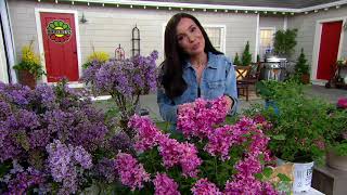 Robertas 1Piece Lilac Bloomerang Reblooming Live Plant on QVC [upl. by Nalniuq]