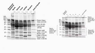 Agarose and Polyacrylamide Gel Description [upl. by Aihsinyt]