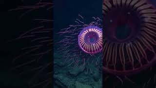 Firework jellyfish  Havai fişek denizanası [upl. by Ocsecnarf]