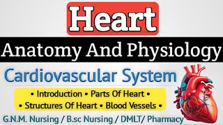 Heart anatomy and physiology  Cardiovascular system anatomy and physiology lecture [upl. by Aerdnaeel]