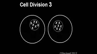 Color Blindness 2 Mechanism [upl. by Etnaed]