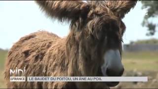 Animaux  le baudet du Poitou [upl. by Akinar]