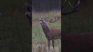 The Wildest Mating Rituals in Nature [upl. by Eltsyrc]